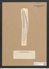 Diatomeae indet. Zeichnungen Sammlung Grunow Nr. 2851 (NHMW-BOT-W0370176)